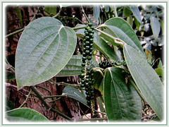 Vining Piper nigrum (Black Pepper, Common Pepper, Pepper Vine/Plant, White/Madagascar Pepper, Lada Hitam in Malay) with unripen green fruits and egg-shaped foliage, 14 Nov 2017