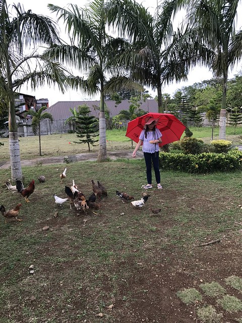 feeding chickens Dec 2017