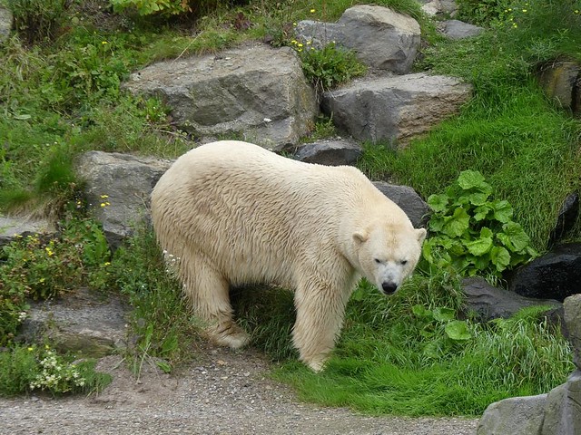 Eisbär Sprinter, Zoo Hannover