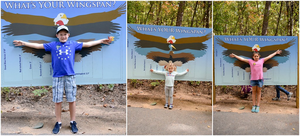 what's your wingspan?