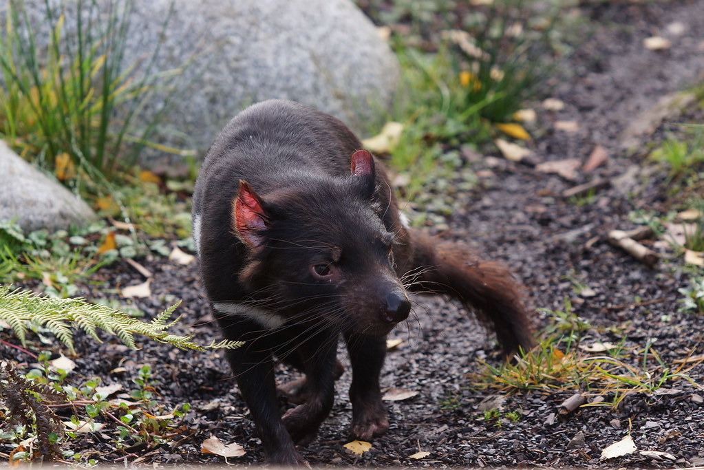 Tasmanian devil at Pairi Daiza 2017-10-08