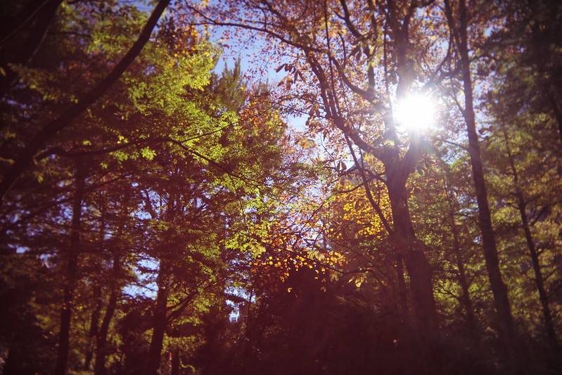 Leica M Utulens 日比谷公園脇の通りからの逆光