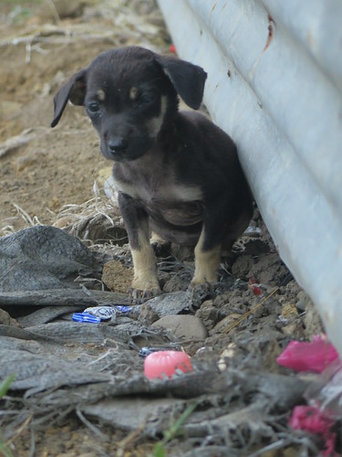 solano filippinene philippines bintawan puppy dog