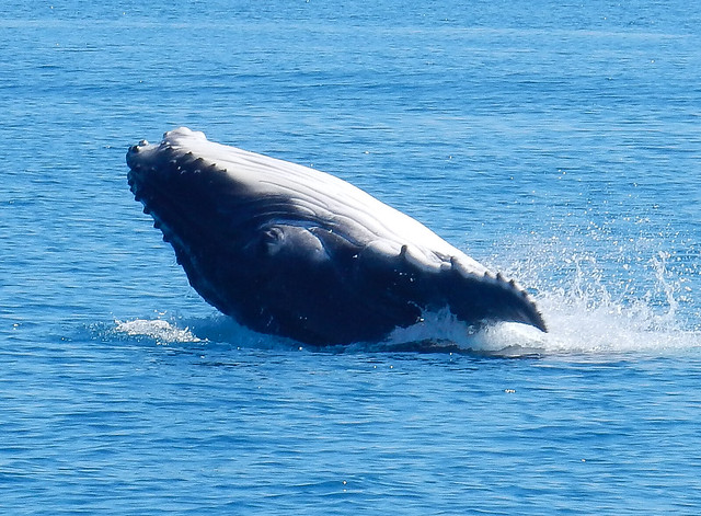 Hervey Bay, danza de ballenas - AUSTRALIA POR LIBRE: EL PAÍS DEL FIN DEL MUNDO (27)