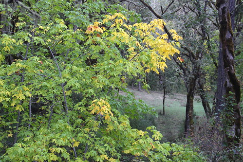mildred kanipe memorial park douglas county oregon oakland elkhead hiking roseburg ranch forest wood grassland oak maple trees