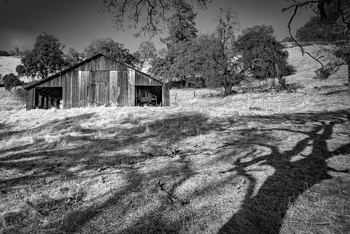california amadorcounty amador barns blackandwhite bw trees shadows light autumn canon 7d leaningladder