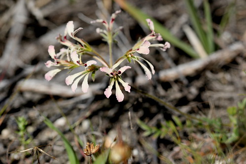 Pelargonium trifoliolatum with pink flowers in wild