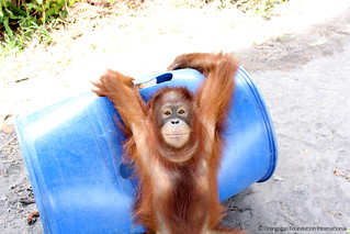 Orangutan of the Month Jalin Orangutan Foundation International wildlife orangutan rescue conservation