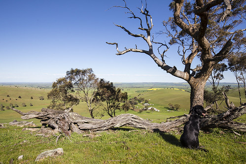 australia canon6d canonef1635mmf4lis eucalyptus lowernorth myrtaceae sa tarlee dog landscape nature decay southaustralia aus