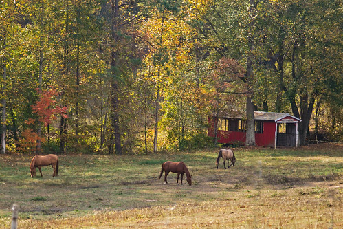 canon 6d 24105mml lens upstate andersonsc rural southern country dusty gravel paved road horses covered bridge stream pasture farm pastoral grazing old building rustic scenic landscape southernlife fall autumn foliage