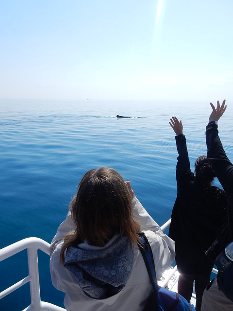 Hervey Bay, danza de ballenas - AUSTRALIA POR LIBRE: EL PAÍS DEL FIN DEL MUNDO (21)