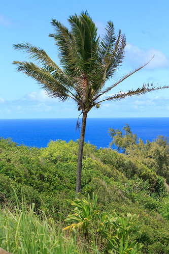 vegetation landscape plants nature hawaii blue pololū tree polou lookout coconuts pacificocean green plamettoes lush tropical valley