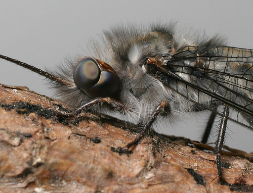 insect neuroptera ascalaphidae ululodes ululodesquadripunctatus owlfly fourspottedowlfly northcarolina piedmont canonef50mmf25compactmacro specinsect explore