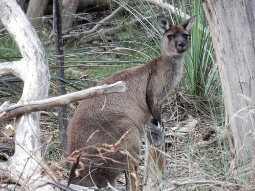 Kangaroo Island, fauna australiana en estado puro - AUSTRALIA POR LIBRE: EL PAÍS DEL FIN DEL MUNDO (34)