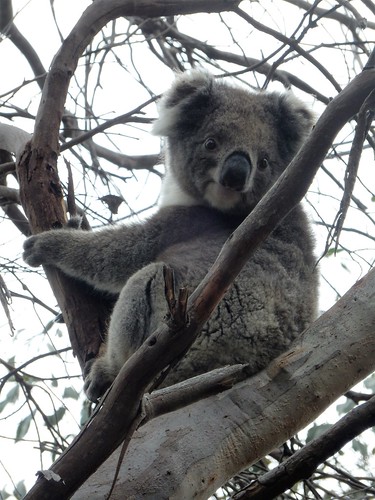 Kangaroo Island, fauna australiana en estado puro - AUSTRALIA POR LIBRE: EL PAÍS DEL FIN DEL MUNDO (55)