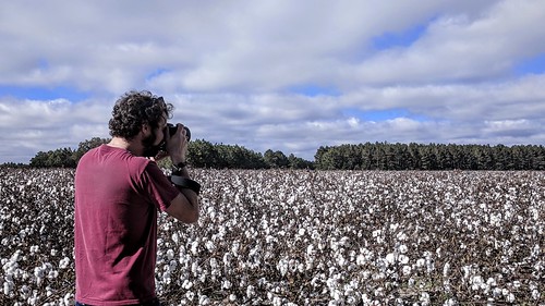 georgia cotton cottonfield sky field