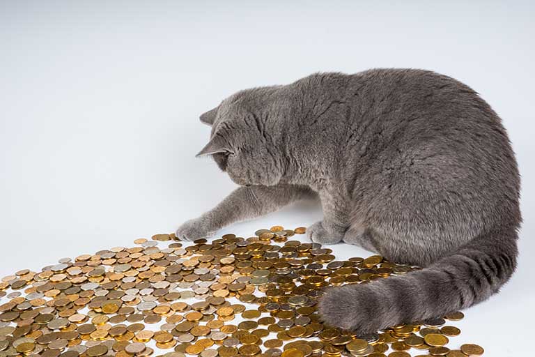 貓玩錢幣