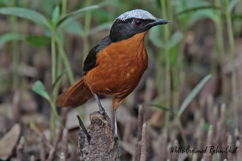 WHITE-CROWNED ROBIN-CHAT  (27cm)
