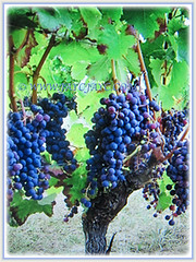 Vitis vinifera (Common Grape Vine, Wine Grape, Purpleleaf Grape, Anggur in Malay) is a climbing tree that can reach up to 32 m tall, 7 Dec 2017