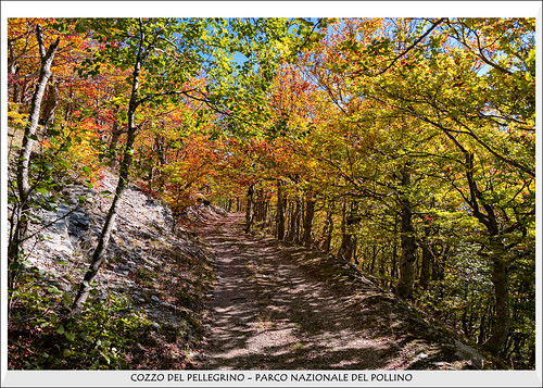 montagna foliage natura landscape alberi autunno discoveringcalabria wilderness trees outdoor escursionismo foresta