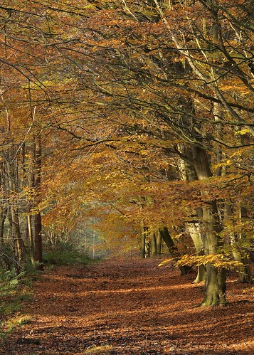 delamere cheshire uk autumn leaves sunrise colours path walk