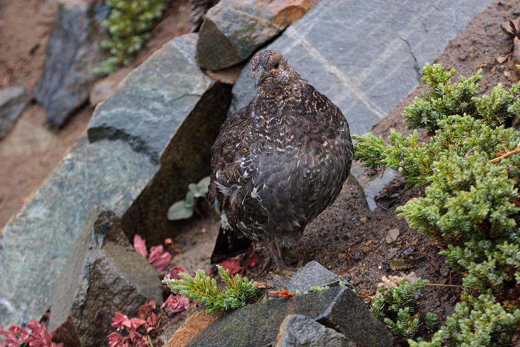 A sooty grouse on a rainy fall day on the Sourdough Ridge Trail in Mount Rainier National Park