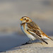 Snow Bunting (1 of 1)