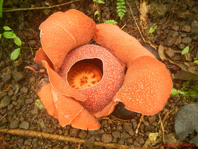 Rafflesia in full bloom