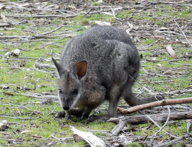 Kangaroo Island, fauna australiana en estado puro - AUSTRALIA POR LIBRE: EL PAÍS DEL FIN DEL MUNDO (40)