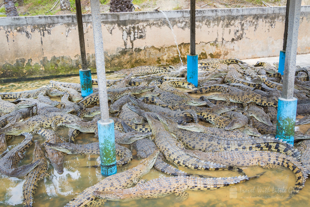 In front of many crocodiles, Teluk Sengat Crocodile Farm