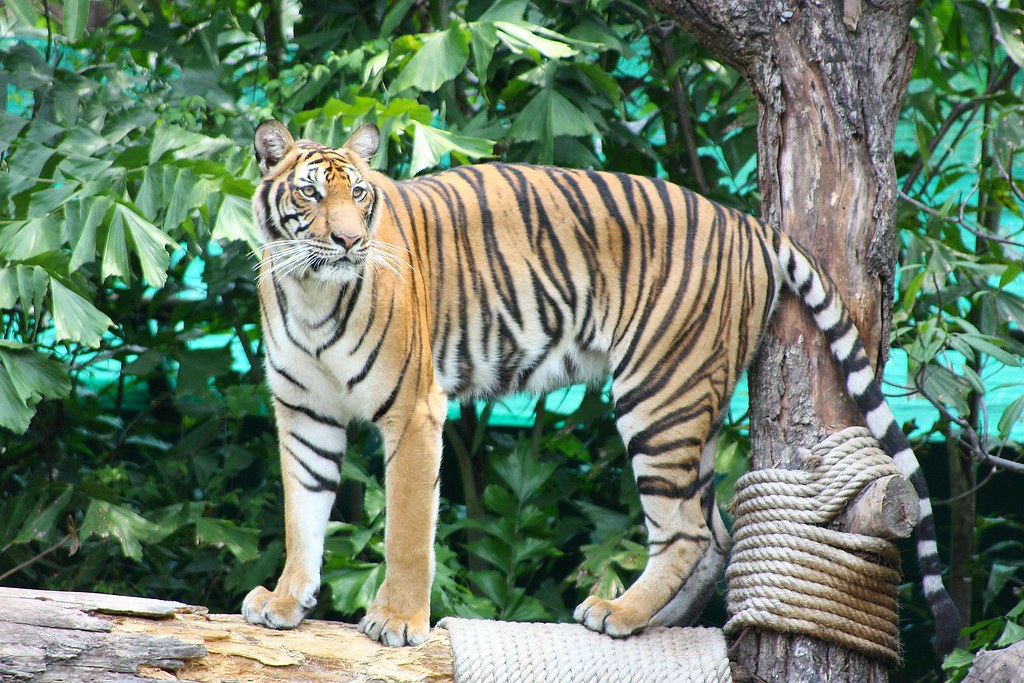 Tigres en Tailandia
