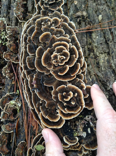 Mushroom Turkey Tail