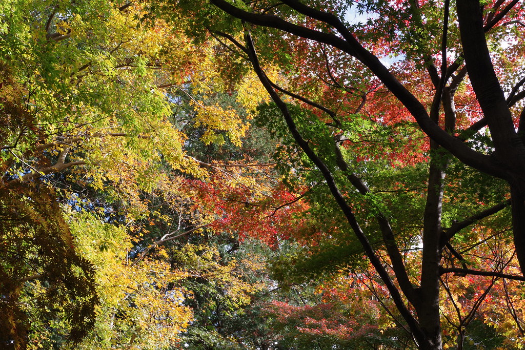 紅葉 Jindai Botanical Garden