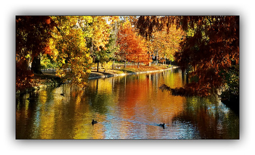automne autumn feuilles arbre tree colors color couleur paysage landscape parc dxo one ombres lumières explore eau bois lac rivière forêt jardin pelouse