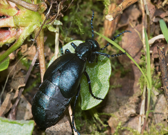 Black Oil Beetle - Meloe proscarabaeus 07-04-17