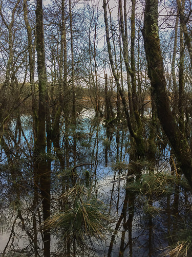 landscape ireland moss reflections water