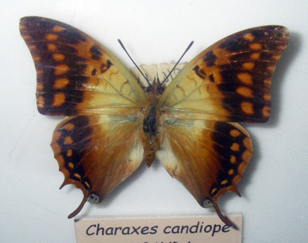 Charaxes candiope 25128254128_8ece5a1c6d_o