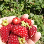 boysenberry