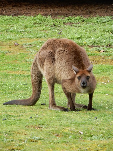 Kangaroo Island, fauna australiana en estado puro - AUSTRALIA POR LIBRE: EL PAÍS DEL FIN DEL MUNDO (36)