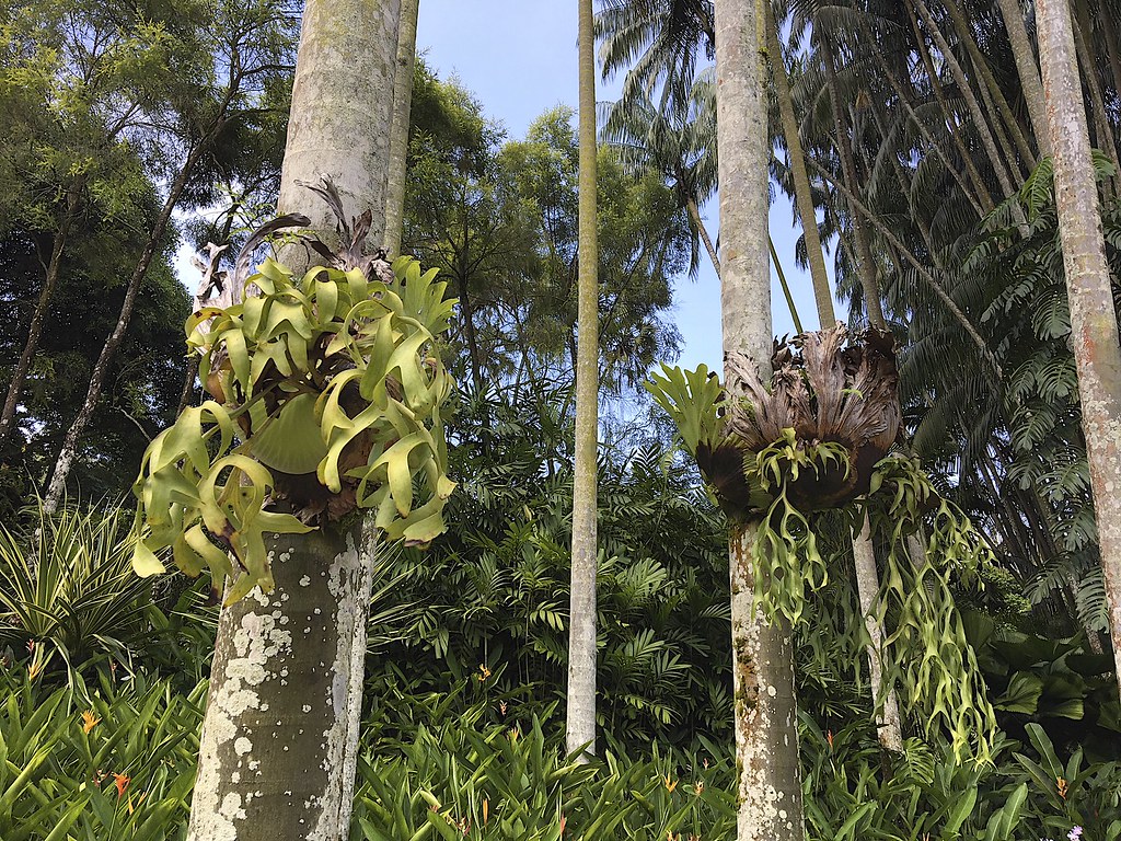 Singapore | Botanic Gardens