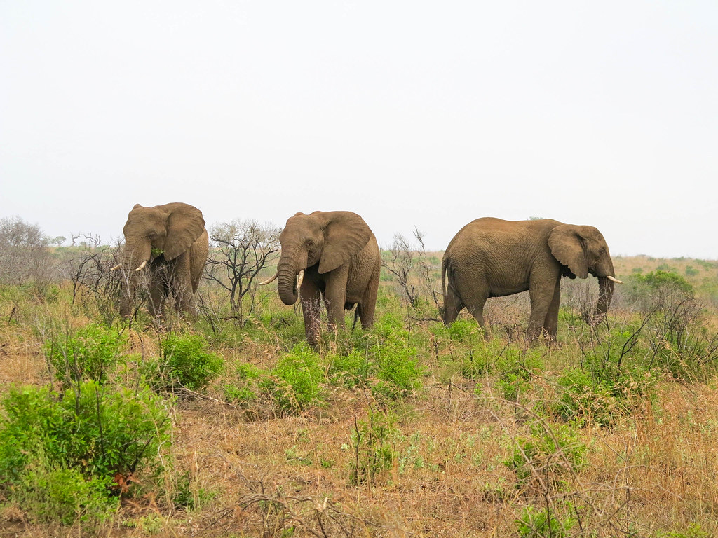 Elefantes en un safari