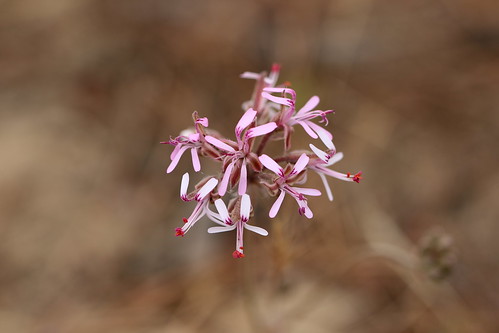 Pelargonium triphyllum, tuberous species from section Hoarea