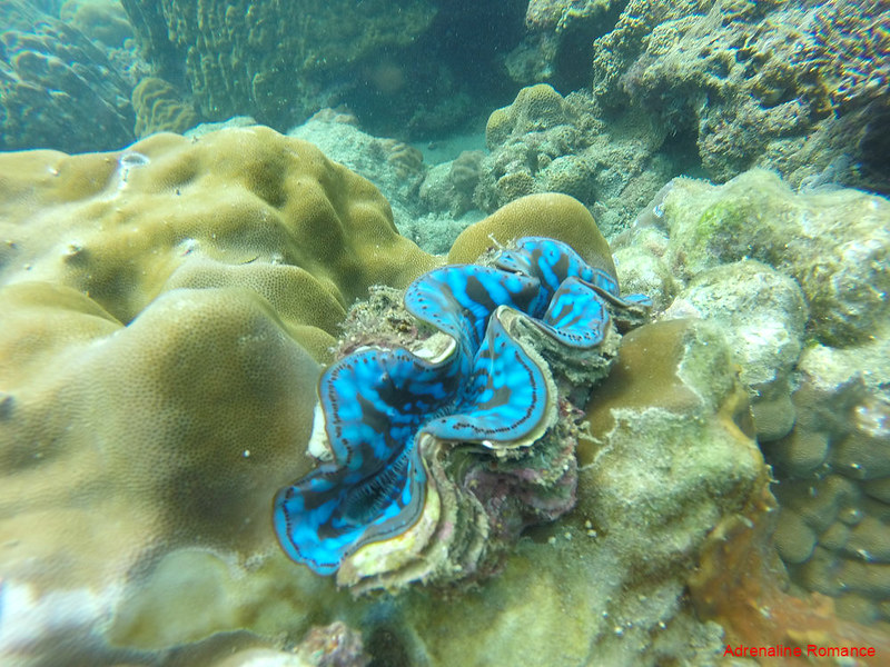 Giant Clam in Pajo Marine Sanctuary