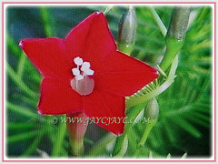 Bisexual and trumpet-shaped flowers of Ipomoea quamoclit (Cypress Vine, Cardinal Creeper/Vine, Star Glory, Hummingbird Vine) with joined petals and exserted stamens and stigma, 2 Dec 2017