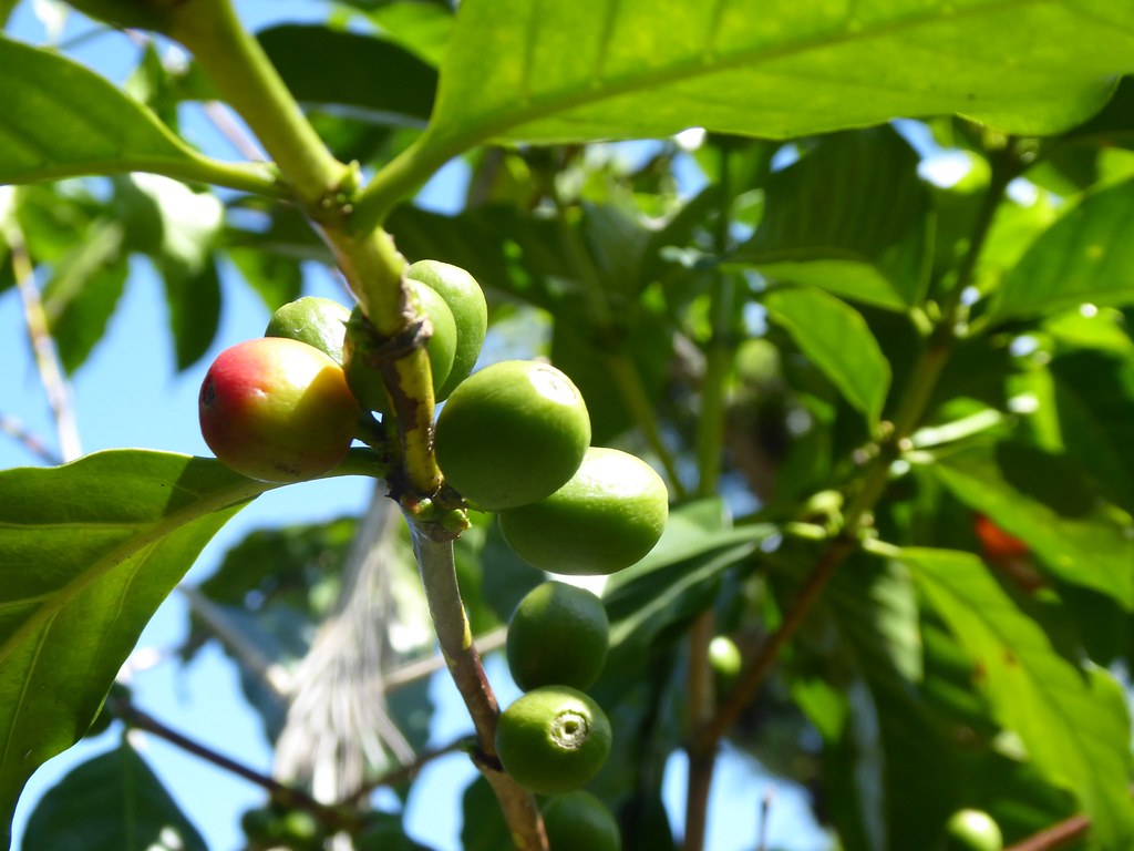 piantagione di caffè a Antigua Guatemala