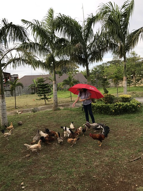 feeding the chickens,  farm  Dec 2017