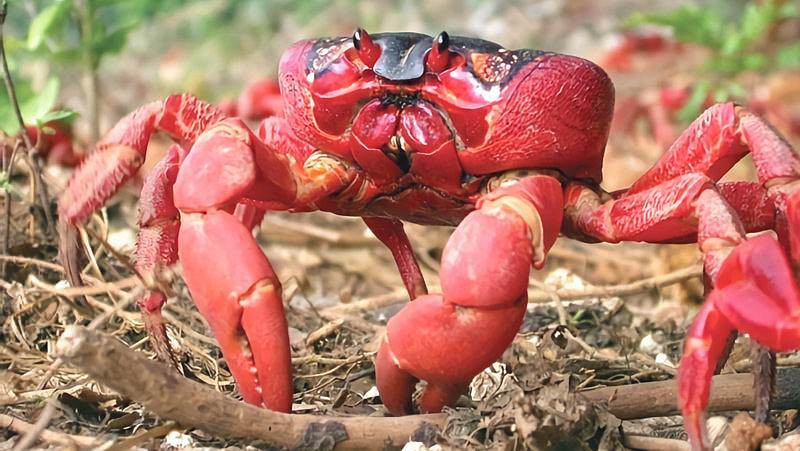 crabe-migration-2017