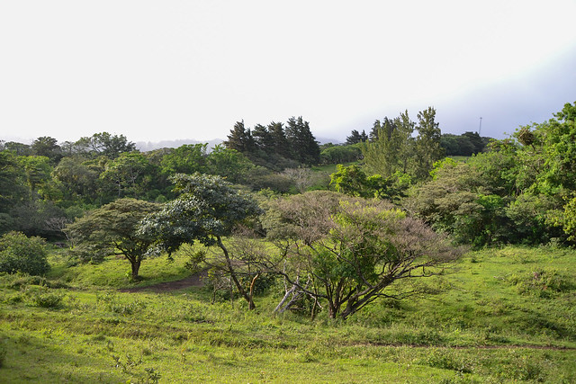 Etapa 7. Monteverde (Selvatura, canopy+ colibrís) - Ruta de 17 días por Costa Rica con niña de 7 años (12)