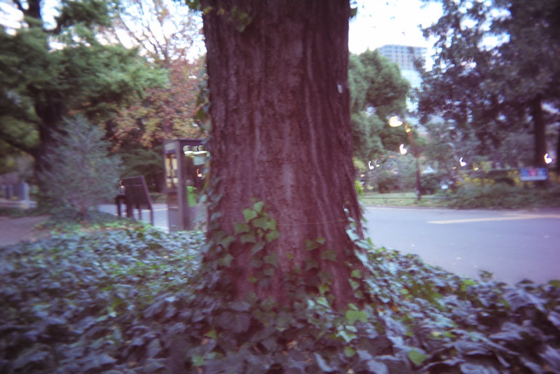 Leica M Utulens 日比谷公園売店前の木の幹