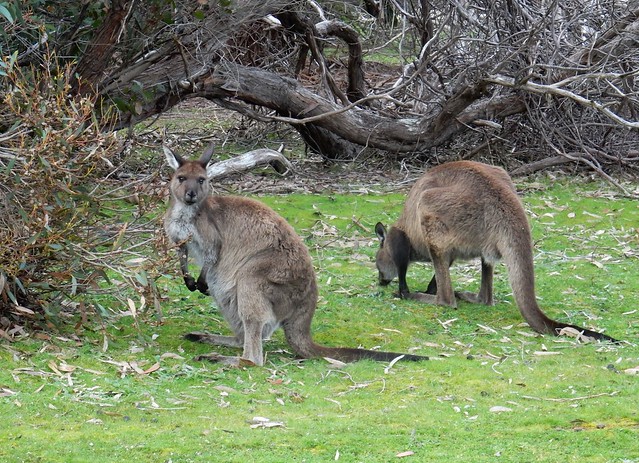 Kangaroo Island, fauna australiana en estado puro - AUSTRALIA POR LIBRE: EL PAÍS DEL FIN DEL MUNDO (83)